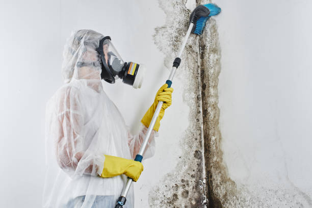 Washburn, WI Mold Remediation Company